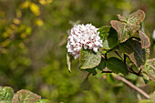 Viburnum carlesii