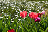 Tulipa, red