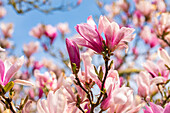 Magnolia liliiflora 'Betty'