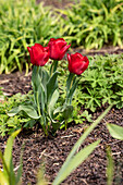 Tulipa, red