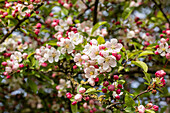 Malus x moerlandsii 'Red Sentinel'