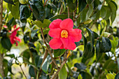 Camellia japonica 'Spring´s Promise'