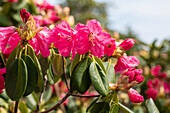 Rhododendron 'Luscombei'