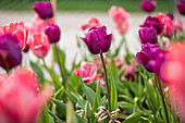 Tulipa, purpurrot