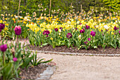 Bed with tulips and daffodils