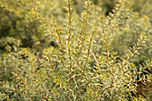 Podocarpus totara