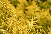 Chamaecyparis pisifera 'Gold Spangle'