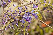 Wisteria sinensis