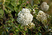 Viburnum 'Eskimo'