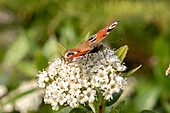 Peacock butterfly