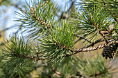 Pinus rigida