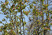 Great tit in a tree