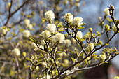 Fothergilla gardenii