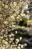 Fothergilla gardenii