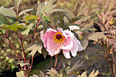 Paeonia x suffruticosa 'Yoshinogawa'