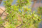 Pinus parviflora 'Adock's Dwarf'