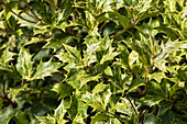 Osmanthus heterophyllus 'Tricolor'