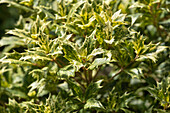 Osmanthus heterophyllus 'Tricolor'