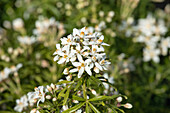 Choisya ternata 'White Dazzler'