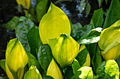 Lysichiton americanus