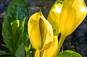 Lysichiton americanus