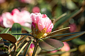 Rhododendron, pink