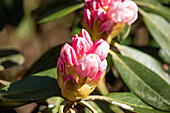 Rhododendron flower buds