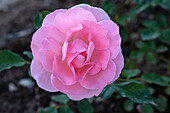 Bedding rose, pink