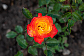 Bedding rose, yellow-red