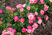 Bedding rose, bicoloured