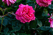 Rosa 'Kore'