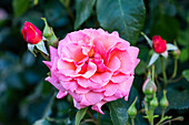 Strauchrose, rosa