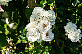 Rosa multiflora 'Erato'