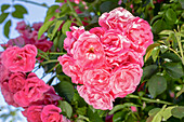 Rosa 'Rudolfina'