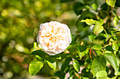 English rose, white