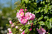 Rosa multiflora 'Francis'