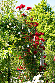 Climbing rose, red