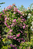 Climbing rose, pink