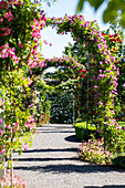 Rose arch