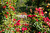 Rose garden