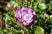 Bedding rose, purple