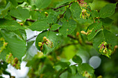 Leaf galls