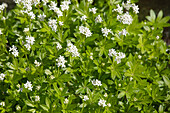 Galium odoratum