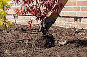 Planting maple