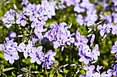 Phlox stolonifera 'Blue Ridge'