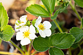 Fragaria x ananassa 'Honeoye'