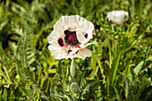 Papaver orientale 'Royal Wedding'