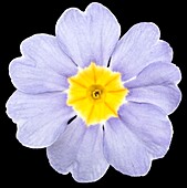 Flower, cropped