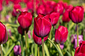 Tulipa 'Braveheart'