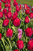 Tulipa 'Braveheart'